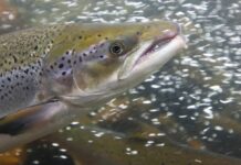 Bagaimana Polusi Kokain Mengubah Perilaku Salmon Liar